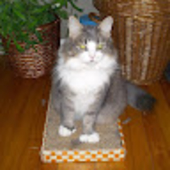 Meet your Posher, Griselle - Picture 1 of 1